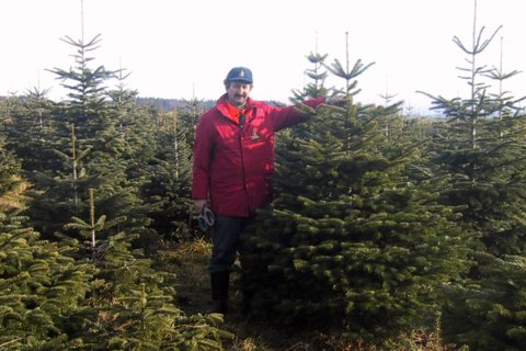 Christbaumkultur am Hof