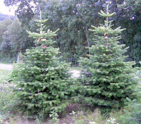 Formschöner, dichter Wuchs